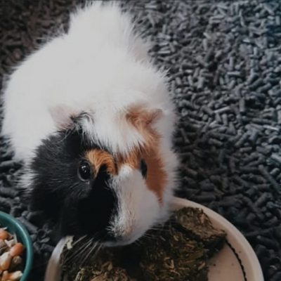 Sustrato_papel_chile (1)