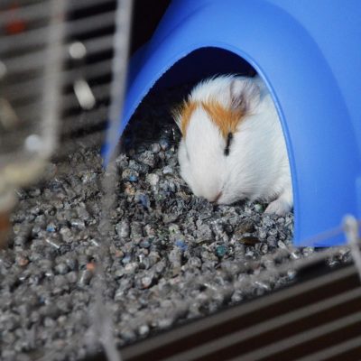 Sustrato_papel_chile (10)