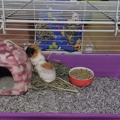 Sustrato_papel_chile (12)