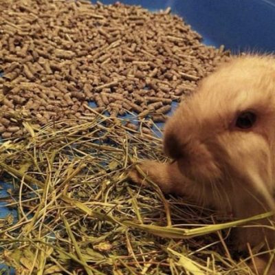 Sustrato_papel_chile (3)