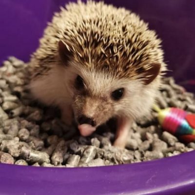 Sustrato_papel_chile (4)