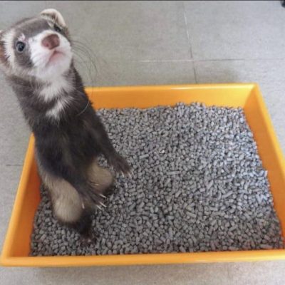 Sustrato_papel_chile (5)