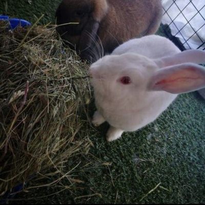 Sustrato_papel_chile (6)