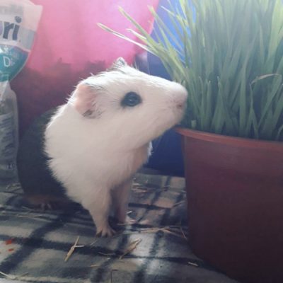 Sustrato_papel_chile (8)