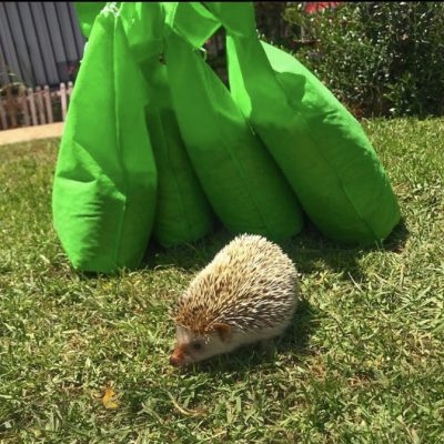 Sustrato_papel_chile (9)